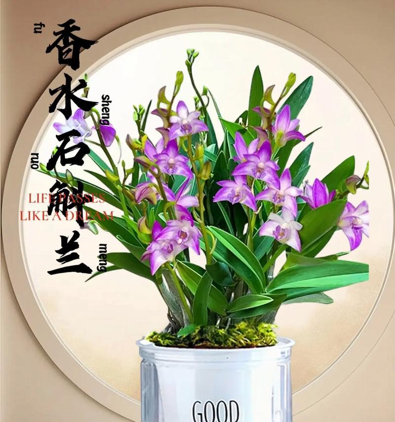 石斛的花语和寓意有哪些？石斛花语的含义是什么？