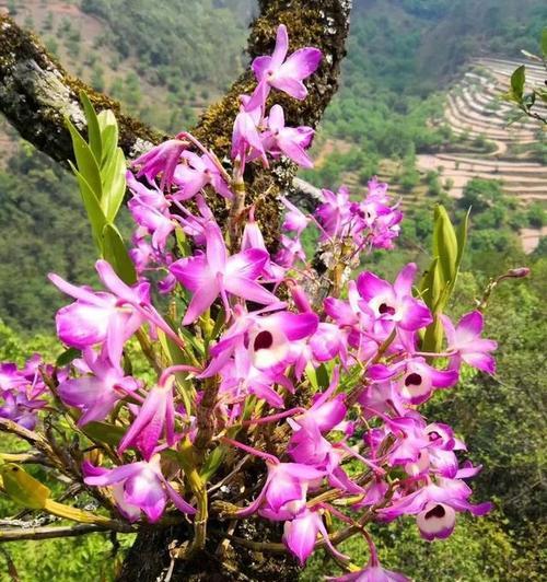 石斛的花语和寓意有哪些？石斛花语的含义是什么？