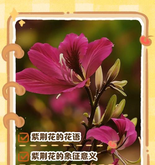 花森花语有何深层含义？它代表了哪些情感？
