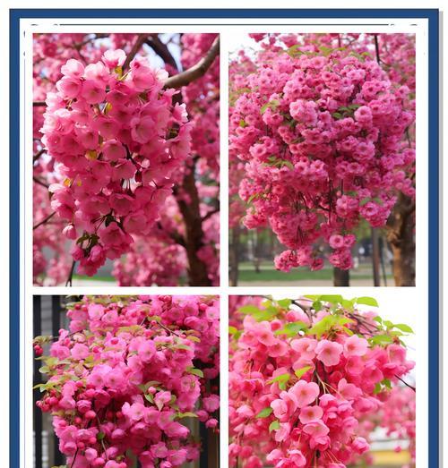 花森花语有何深层含义？它代表了哪些情感？
