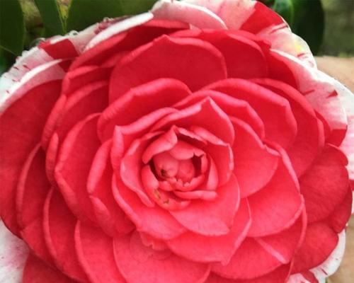 红色茶花所承载的花语有何含义？