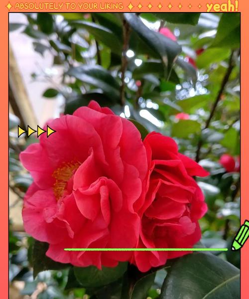 红色茶花所承载的花语有何含义？