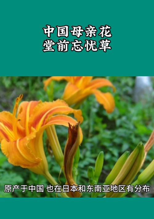 忘忧草的花语是什么？它象征着什么？