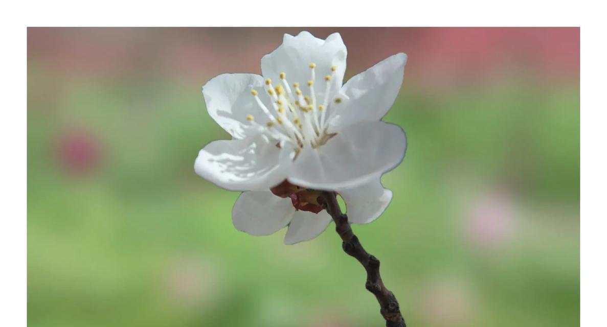 哪种花语代表对未知的爱？它有什么特别的含义？