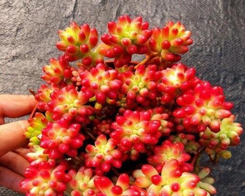 樱花多肉植物的花语代表什么？