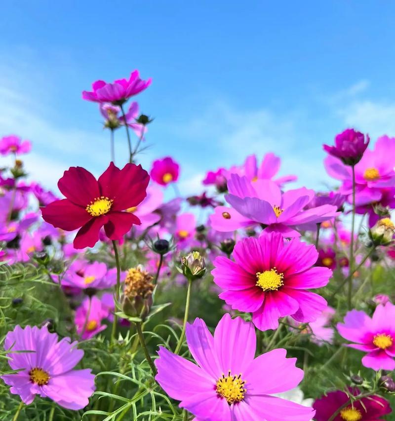 黄色百日菊的花语有何深意？