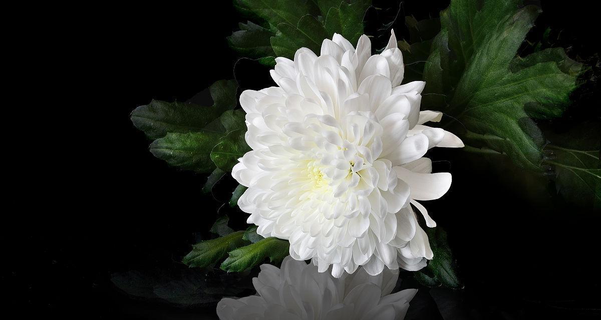 白色菊花象征着什么？