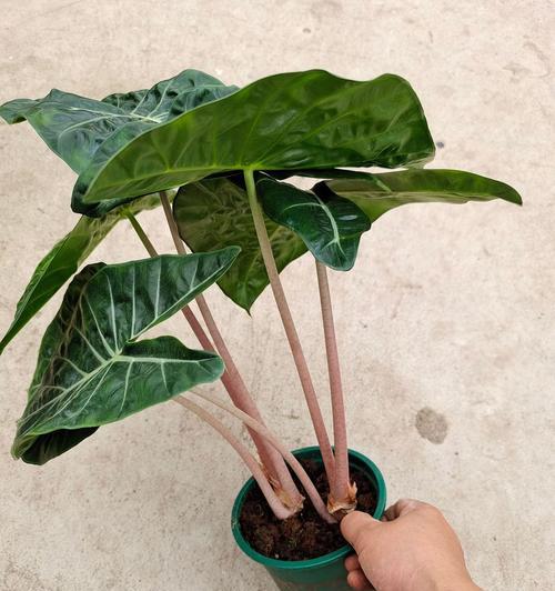 海芋的花语是什么？它象征着什么？
