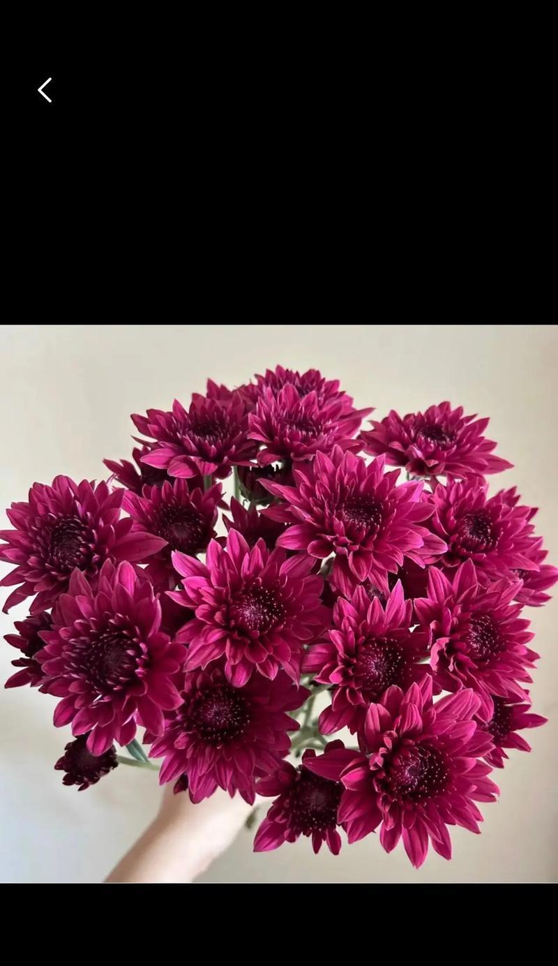小雏菊的颜色和花语寓意有何关联？