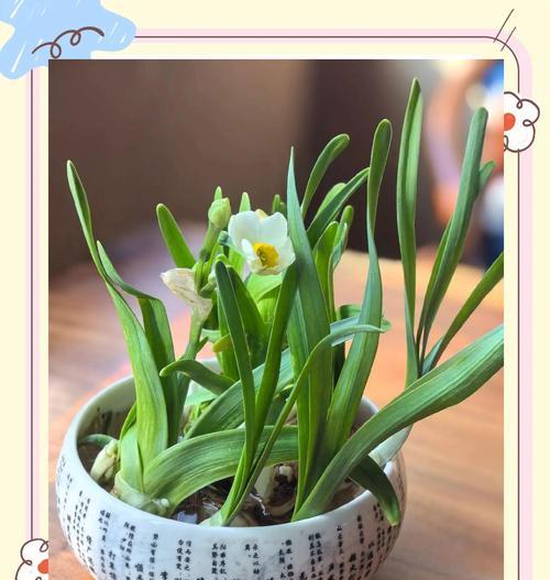 水仙花代表的寓意是什么？花语中隐藏着怎样的秘密？