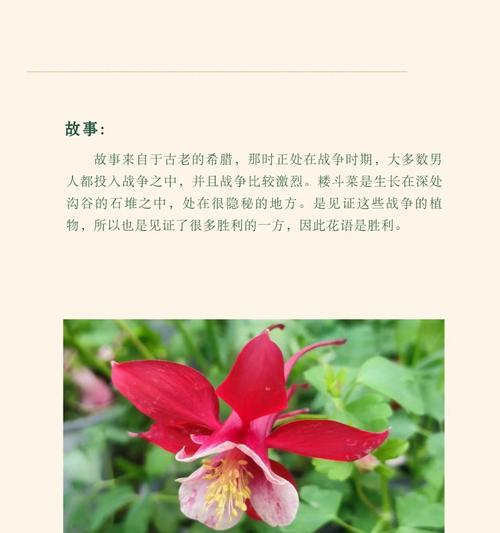 哪种花的花语最能形容女孩子的性格？