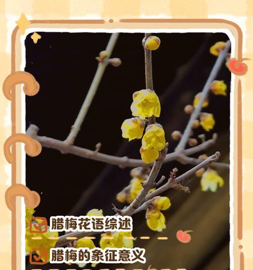 哪种花的花语最能形容女孩子的性格？