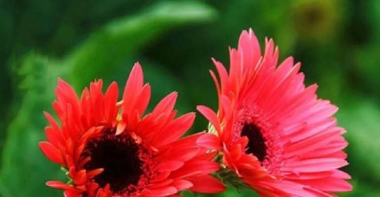 哪种花的花语最能形容女孩子的性格？