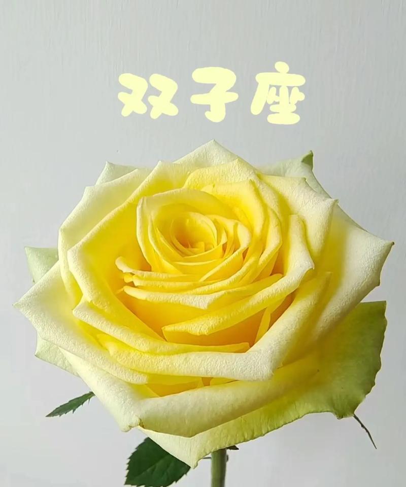 小玫瑰有刺是什么花语啊？带刺的玫瑰代表了怎样的情感？