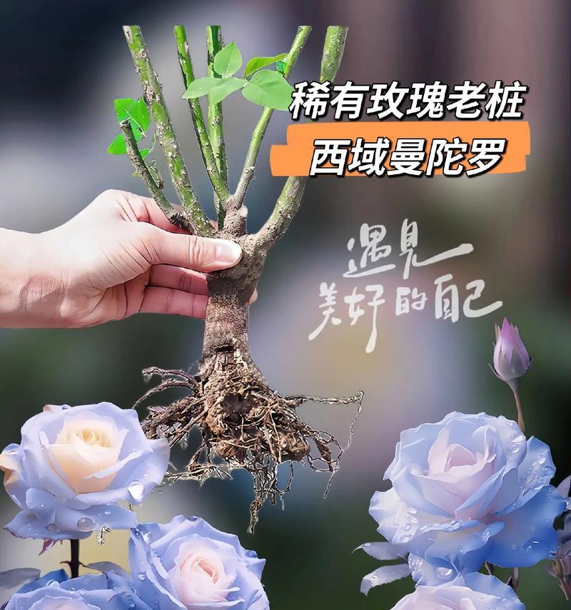 曼卡玫瑰的花语是什么？曼卡玫瑰花语有何特别含义？