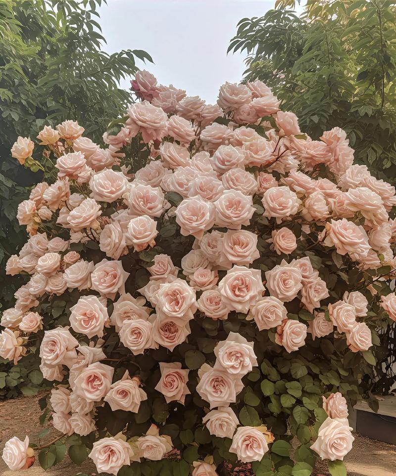 曼卡玫瑰的花语是什么？曼卡玫瑰花语有何特别含义？