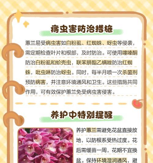 关于蕙兰的花语是什么意思？它象征着什么？