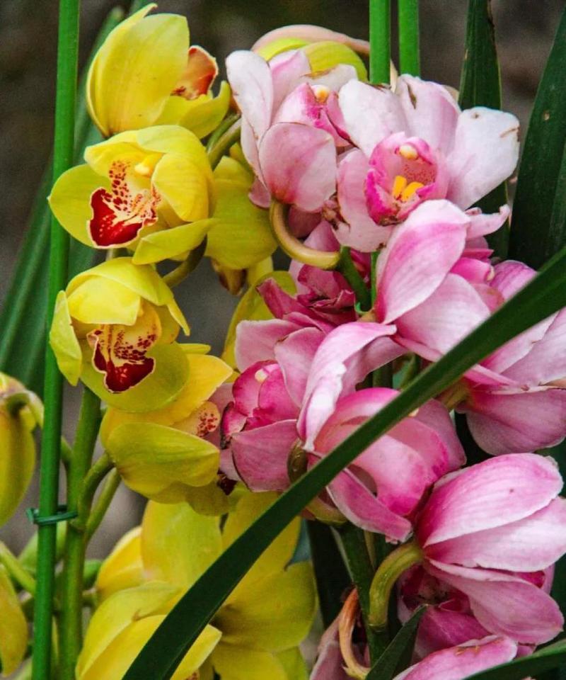 关于蕙兰的花语是什么意思？它象征着什么？