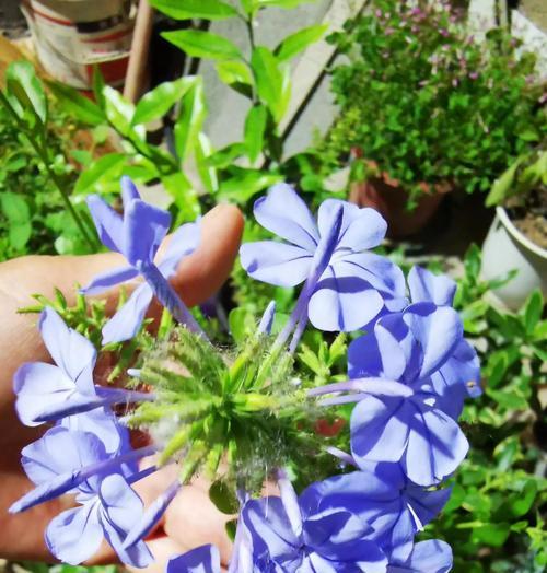 送给雪花的花语是什么意思？雪花花语代表了什么？
