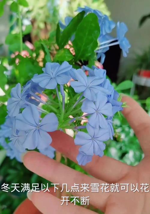 送给雪花的花语是什么意思？雪花花语代表了什么？