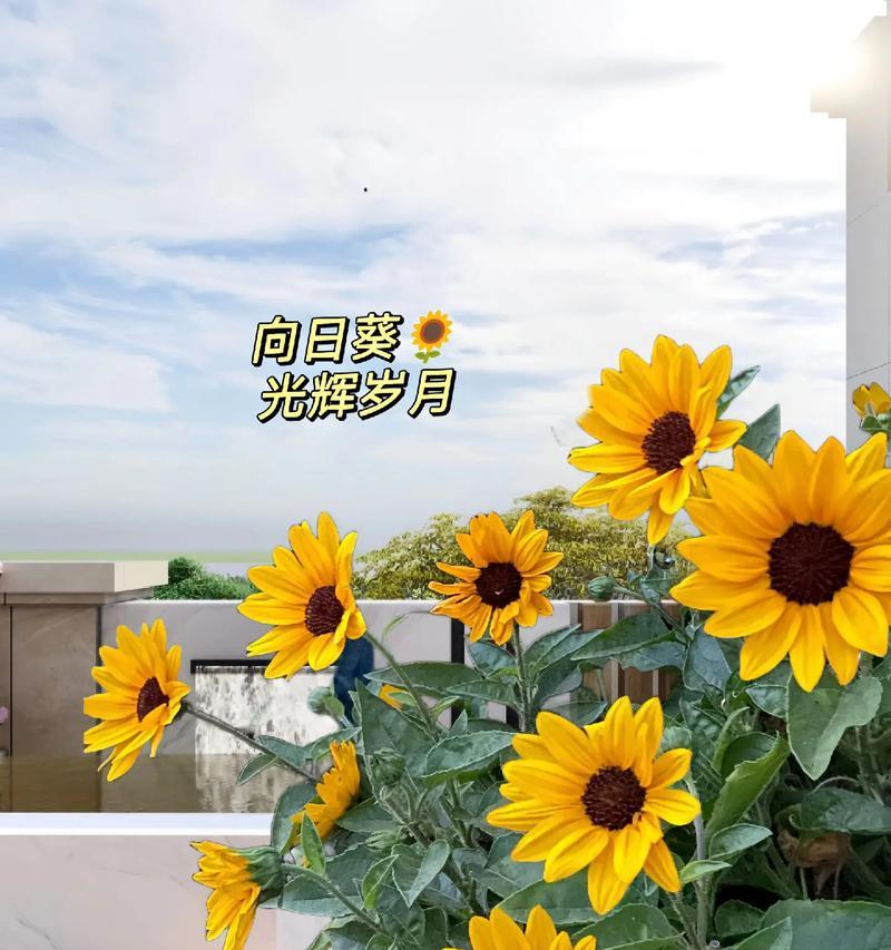 意大利向日葵花语有何特殊含义？意大利向日葵的花语代表什么？