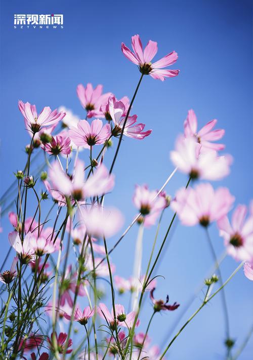 秋日的花语有哪些？它们在秋天中代表什么？