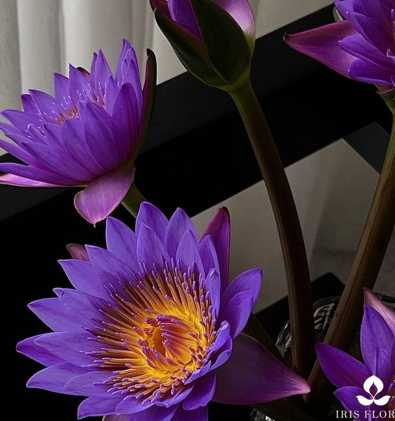 睡莲的喻意和花语是什么？它传递了哪些信息？