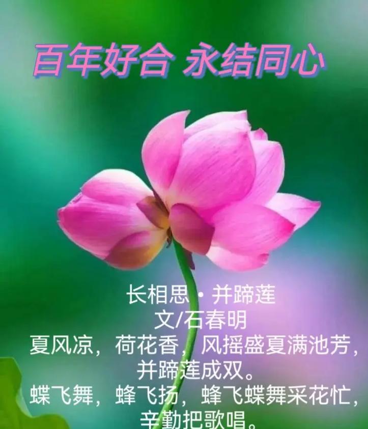 睡莲的喻意和花语是什么？它传递了哪些信息？