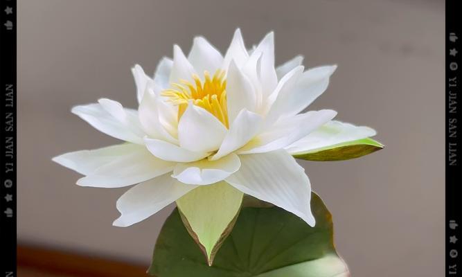 睡莲的喻意和花语是什么？它传递了哪些信息？