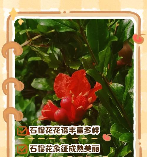 不同花朵的花语有何不同？它们各自代表了什么意思？