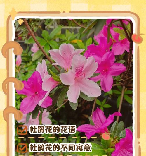 不同花朵的花语有何不同？它们各自代表了什么意思？