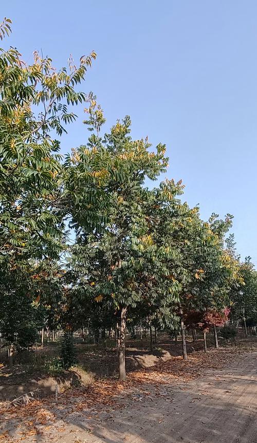 无患子树的花语是什么？它有什么特别的含义吗？