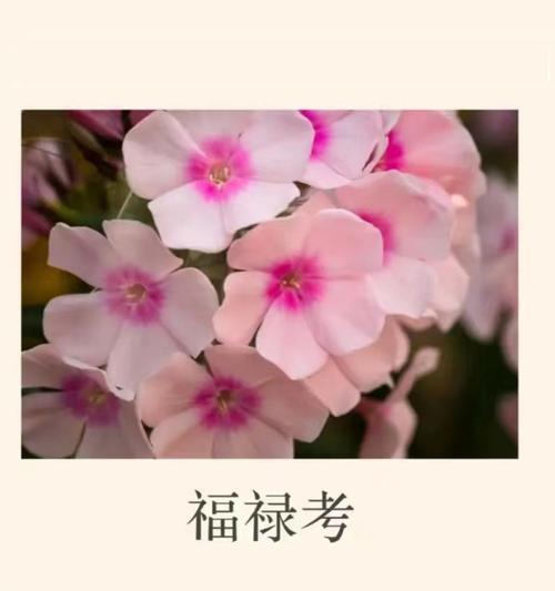 热情、友善、好客这些特质在花语中如何表达？