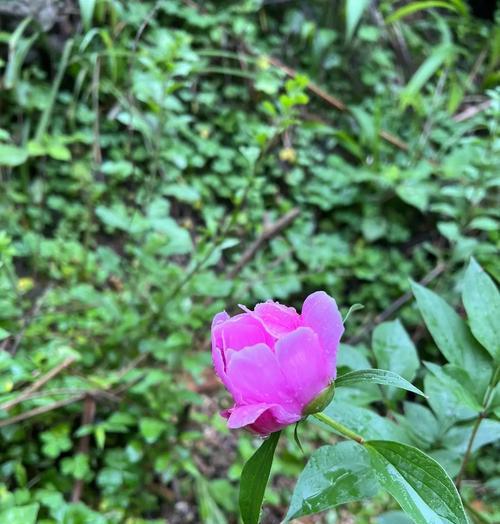 芍药花蕾的花语是什么意思？芍药花蕾代表了什么？