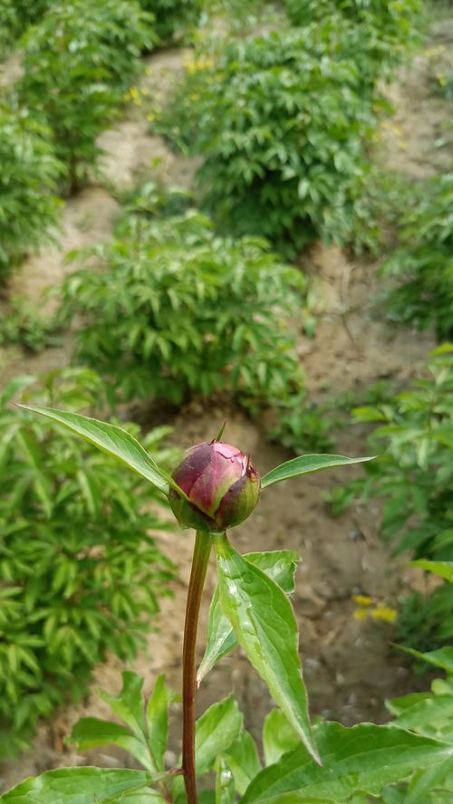 芍药花蕾的花语是什么意思？芍药花蕾代表了什么？