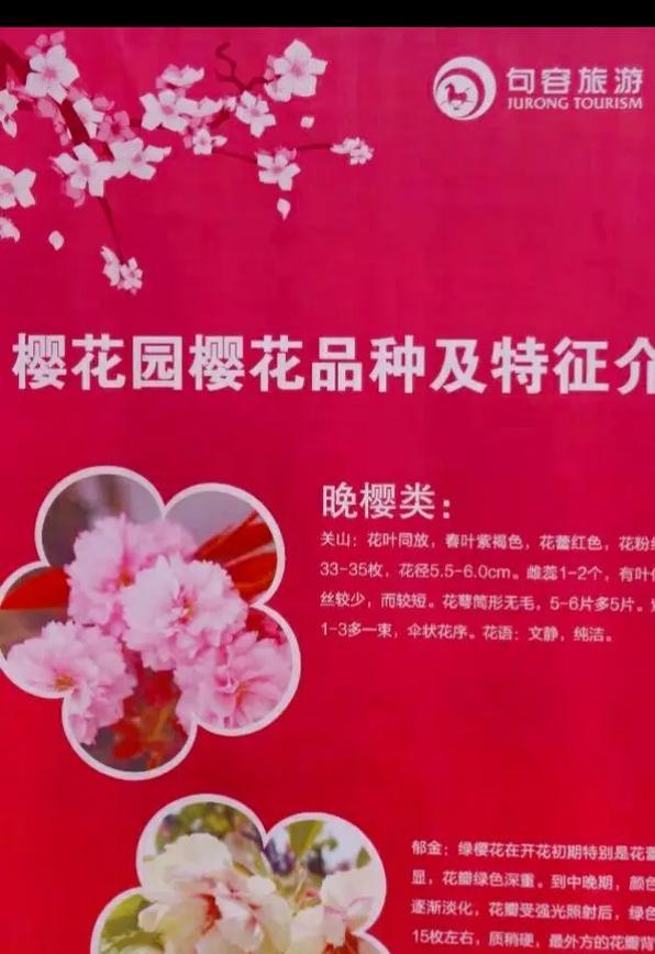 送樱花时应该了解的寓意和花语是什么？