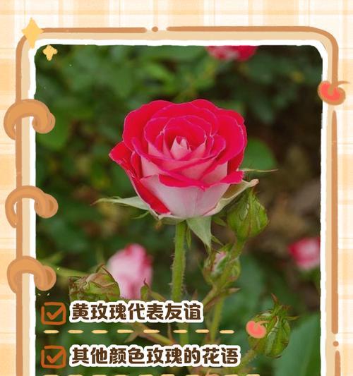 老公送老婆玫瑰应该选择什么颜色？每种颜色的花语是什么？