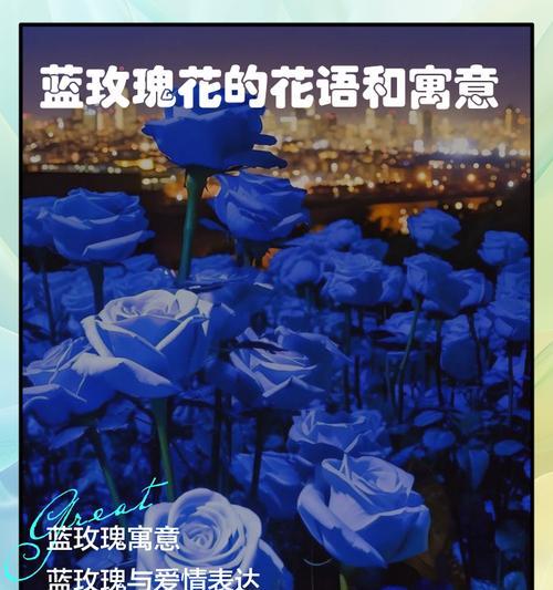 海上玫瑰的花语和寓意是什么？它有什么特别的含义？