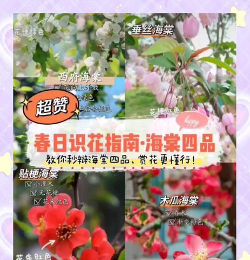 春日海棠的寓意与花语是什么？