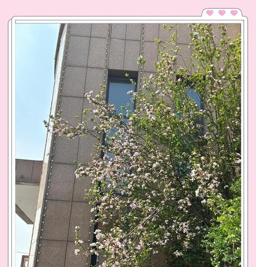春日海棠的寓意与花语是什么？
