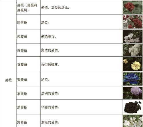 月季花语及其功效有哪些？