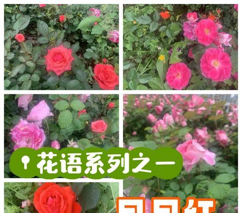 月季花语及其功效有哪些？