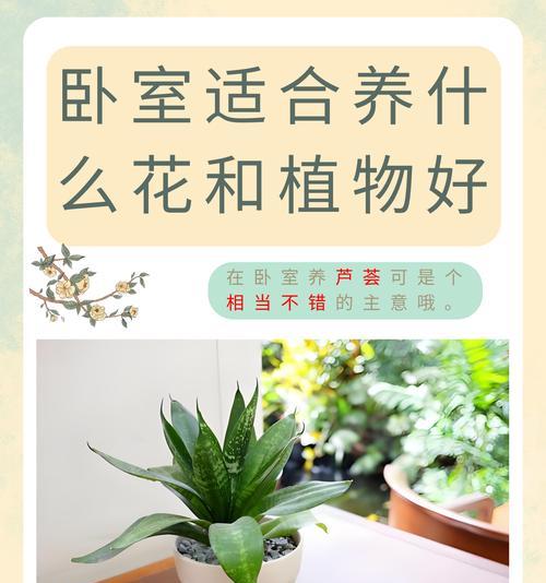 芦荟的花语有何含义？它代表了什么？
