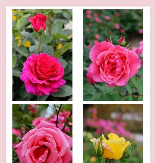 像玫瑰也像月季的花语是什么？这种花的含义是什么？