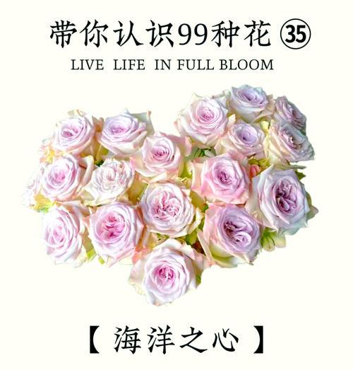 像玫瑰也像月季的花语是什么？这种花的含义是什么？