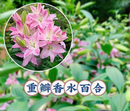 开放花朵的花语有哪些？不同开放程度的花代表什么？