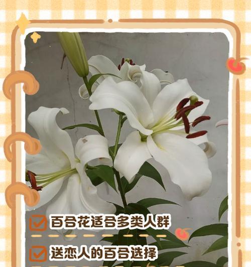 开放花朵的花语有哪些？不同开放程度的花代表什么？