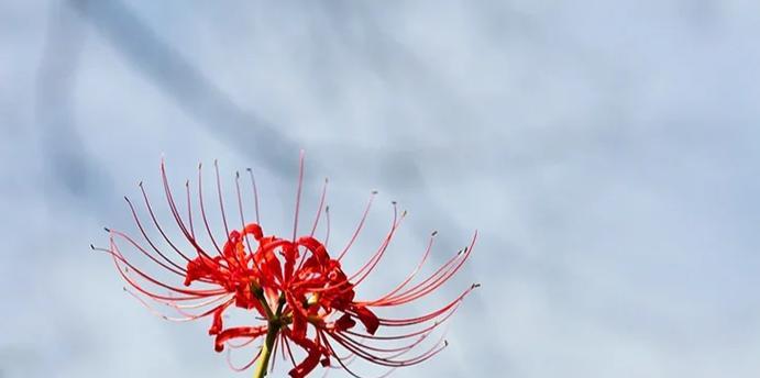 秋季开花的植物有哪些花语和寓意？