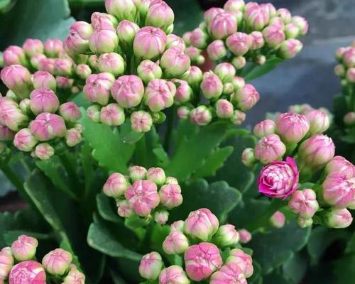 秋季开花的植物有哪些花语和寓意？