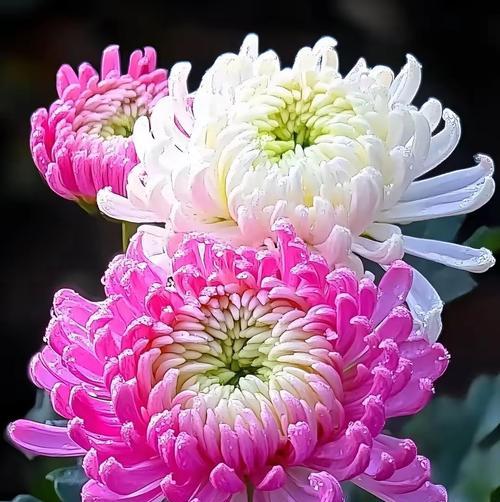 哪种花能感动老人？花语有哪些？